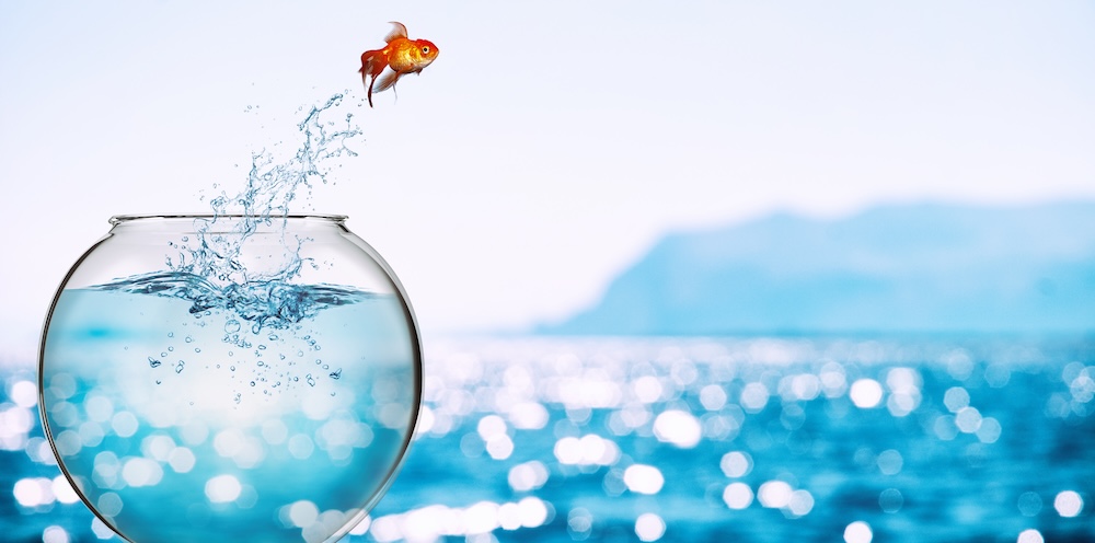 Goldfish leaps out of the aquarium to throw itself into the sea