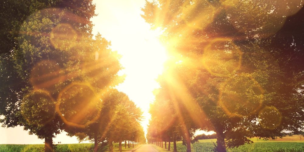 Warm sun on a alley in Stuttgart Hohenheim
