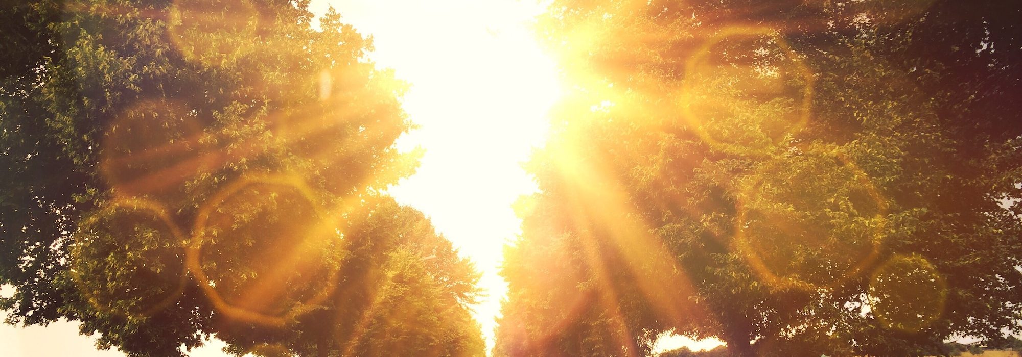 Warm sun on a alley in Stuttgart Hohenheim